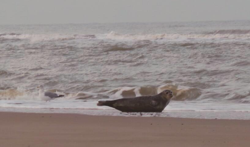 De Blaauboer, Vakantiehuisje Egmond aan Zee Rum bild